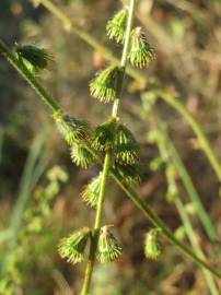 Fotografia da espécie Agrimonia eupatoria subesp. grandis