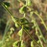 Fotografia 11 da espécie Agrimonia eupatoria subesp. grandis do Jardim Botânico UTAD