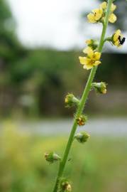 Fotografia da espécie Agrimonia eupatoria subesp. grandis