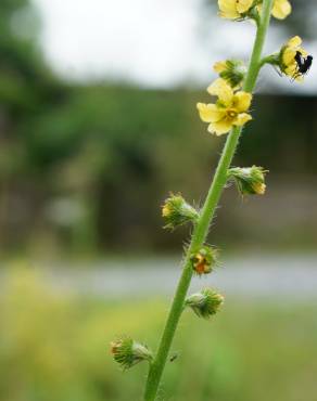 Fotografia 14 da espécie Agrimonia eupatoria subesp. grandis no Jardim Botânico UTAD