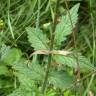 Fotografia 16 da espécie Agrimonia eupatoria subesp. grandis do Jardim Botânico UTAD