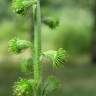 Fotografia 17 da espécie Agrimonia eupatoria subesp. grandis do Jardim Botânico UTAD