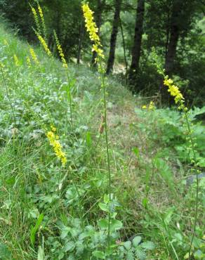 Fotografia 18 da espécie Agrimonia eupatoria subesp. grandis no Jardim Botânico UTAD