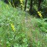 Fotografia 18 da espécie Agrimonia eupatoria subesp. grandis do Jardim Botânico UTAD