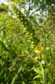 Fotografia da espécie Agrimonia eupatoria subesp. grandis