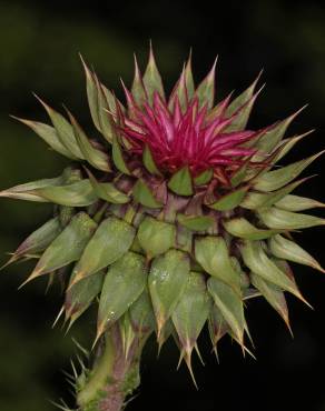 Fotografia 12 da espécie Carduus nutans no Jardim Botânico UTAD