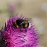 Fotografia 14 da espécie Carduus nutans do Jardim Botânico UTAD