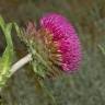 Fotografia 15 da espécie Carduus nutans do Jardim Botânico UTAD