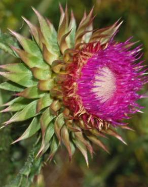 Fotografia 16 da espécie Carduus nutans no Jardim Botânico UTAD