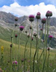 Carduus defloratus subesp. medius