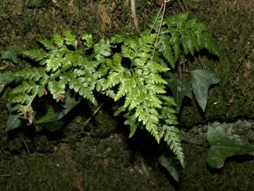 Fotografia da espécie Asplenium adiantum-nigrum var. adiantum-nigrum