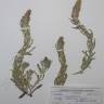 Fotografia de herbário 1 da espécie Filago lutescens no Jardim Botânico UTAD