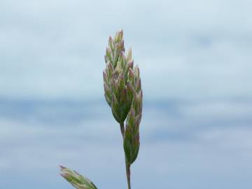 Fotografia da espécie Poa annua