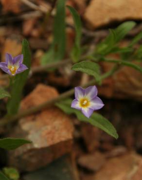 Fotografia 1 da espécie Convolvulus pentapetaloides no Jardim Botânico UTAD