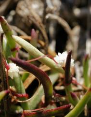 Cuscuta planiflora