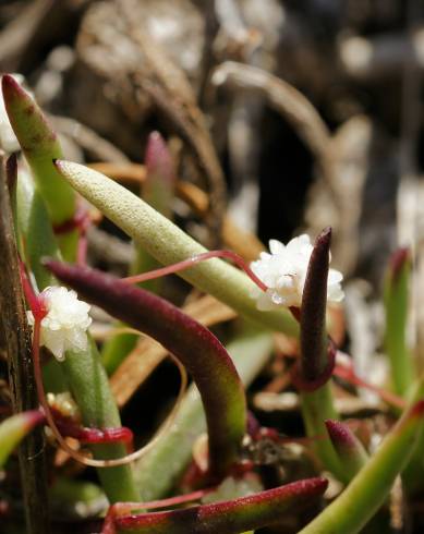 Fotografia de capa Cuscuta planiflora - do Jardim Botânico