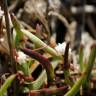 Fotografia 1 da espécie Cuscuta planiflora do Jardim Botânico UTAD