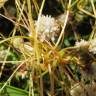 Fotografia 5 da espécie Cuscuta planiflora do Jardim Botânico UTAD