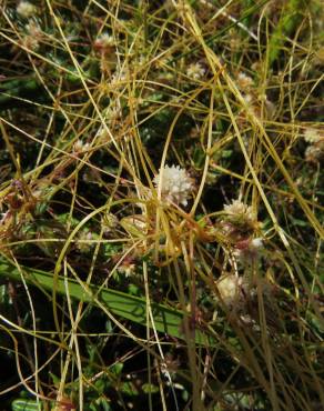 Fotografia 6 da espécie Cuscuta planiflora no Jardim Botânico UTAD