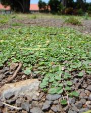 Fotografia da espécie Dichondra micrantha