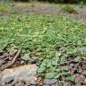 Fotografia 1 da espécie Dichondra micrantha do Jardim Botânico UTAD