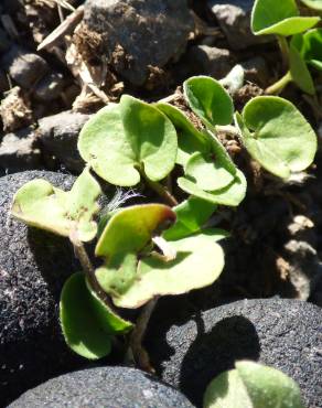 Fotografia 3 da espécie Dichondra micrantha no Jardim Botânico UTAD
