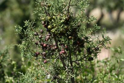 Fotografia da espécie Juniperus turbinata