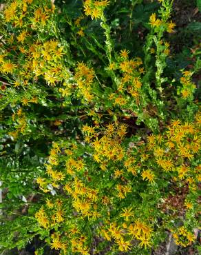 Fotografia 17 da espécie Jacobaea vulgaris no Jardim Botânico UTAD