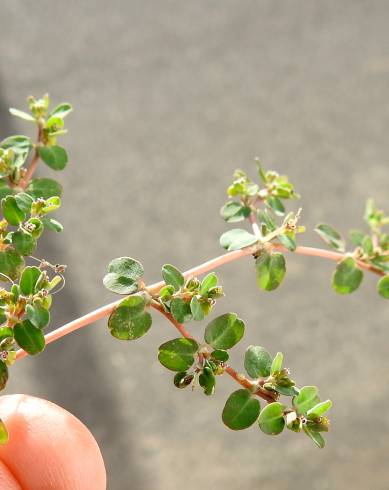 Fotografia de capa Euphorbia serpens - do Jardim Botânico