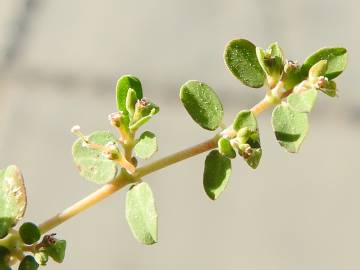 Fotografia da espécie Euphorbia serpens