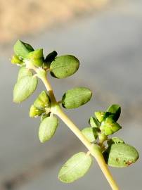 Fotografia da espécie Euphorbia serpens