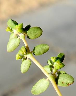 Fotografia 3 da espécie Euphorbia serpens no Jardim Botânico UTAD