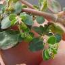 Fotografia 4 da espécie Euphorbia serpens do Jardim Botânico UTAD