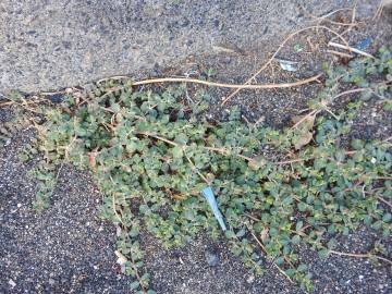 Fotografia da espécie Euphorbia serpens