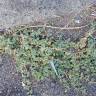 Fotografia 5 da espécie Euphorbia serpens do Jardim Botânico UTAD