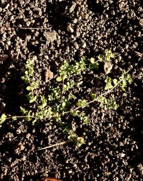 Fotografia 6 da espécie Euphorbia serpens no Jardim Botânico UTAD