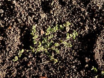 Fotografia da espécie Euphorbia serpens
