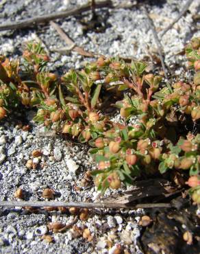 Fotografia 8 da espécie Euphorbia serpens no Jardim Botânico UTAD