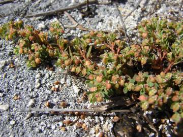 Fotografia da espécie Euphorbia serpens