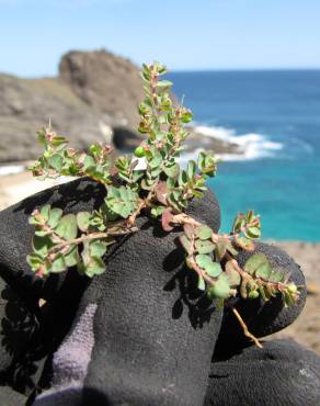 Fotografia 9 da espécie Euphorbia serpens no Jardim Botânico UTAD