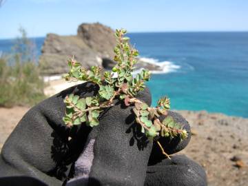 Fotografia da espécie Euphorbia serpens