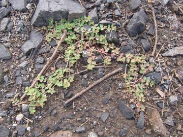 Fotografia da espécie Euphorbia serpens