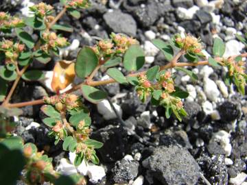 Fotografia da espécie Euphorbia serpens
