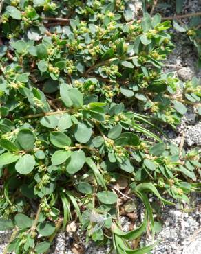Fotografia 12 da espécie Euphorbia serpens no Jardim Botânico UTAD