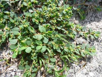 Fotografia da espécie Euphorbia serpens