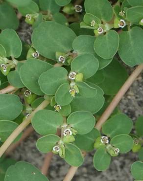 Fotografia 13 da espécie Euphorbia serpens no Jardim Botânico UTAD