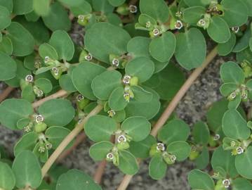 Fotografia da espécie Euphorbia serpens