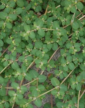 Fotografia 14 da espécie Euphorbia serpens no Jardim Botânico UTAD