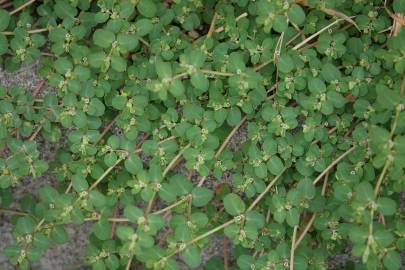Fotografia da espécie Euphorbia serpens