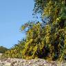 Fotografia 3 da espécie Acacia saligna do Jardim Botânico UTAD